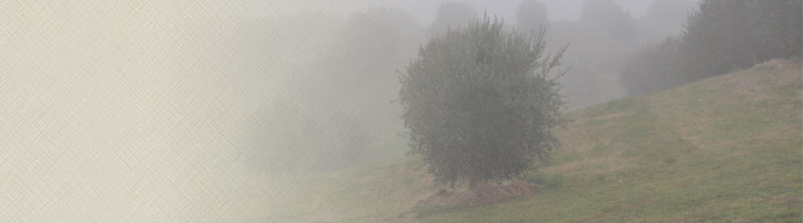 Foggy Olive Tree