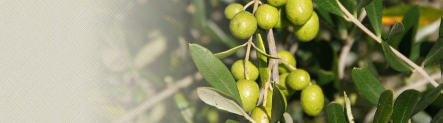 Close up of olives
