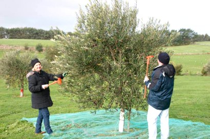 Olive harvesting of small trees