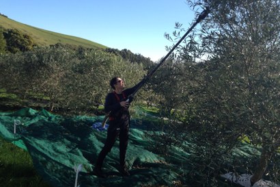 Olive harvesting of larger trees