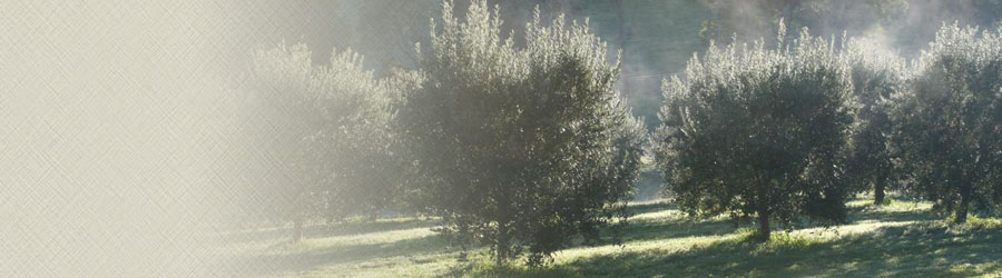 Foggy Olive Grove