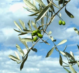 An olive branch